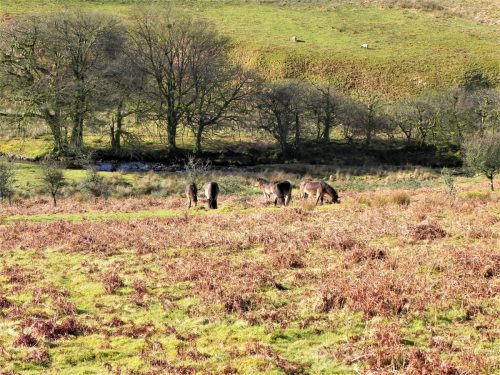 13.-Exmoor-Ponies-above-Hoaroak-Water-2