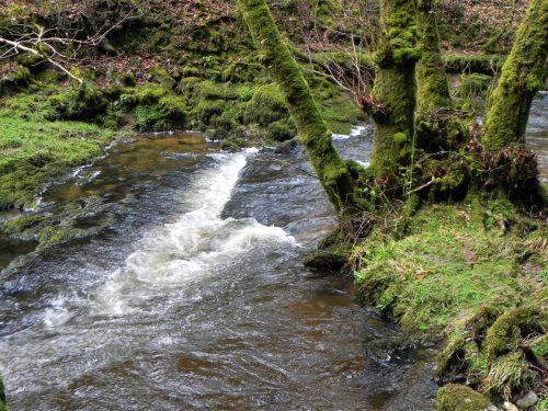13.-Flowing-past-West-Hollowcombe-Wood-2