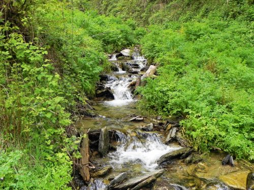 13.-Flowing-through-Chargot-Woods-10
