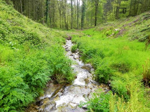 13.-Flowing-through-Chargot-Woods-11