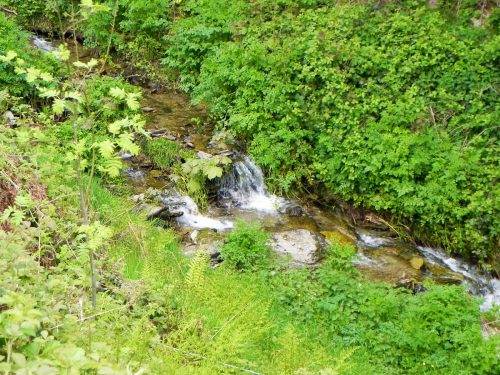 13.-Flowing-through-Chargot-Woods-7