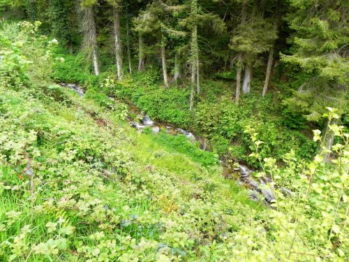 13.-Flowing-through-Chargot-Woods-8