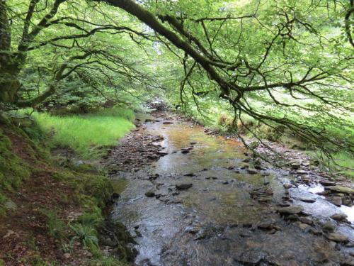 13.-Flowing-through-Exe-Cleave-upstream-from-Warren-Bridge-10