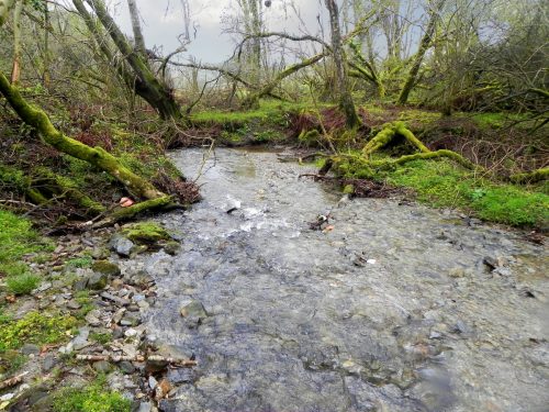 13.-Flowing-through-Holwell-Wood-2