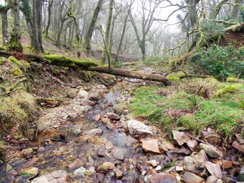 13.-Flowing-through-Mansley-Combe-2