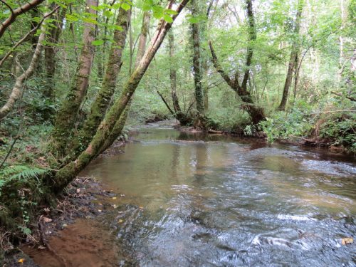 13.-Flowing-through-Muzzy-Grove-Copse