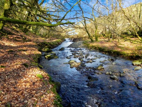 13.-Flowing-through-Shortacombe-Wood-2