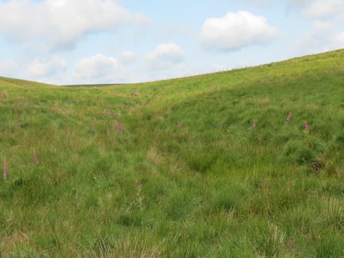 13.-Line-of-stream-beneath-the-grass