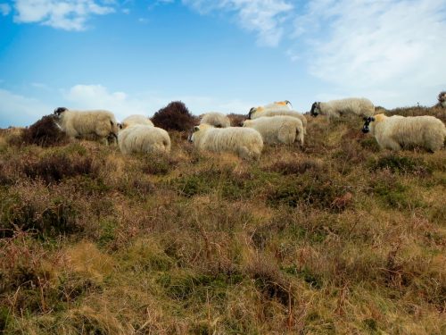 13.-Sheep-above-Weir-Water-2
