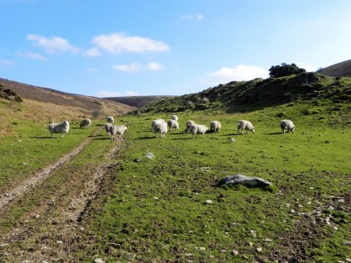 13.-Sheep-by-Chalk-Water-2