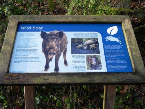 13.-Wild-Boar-Wimbleball-Lake-2