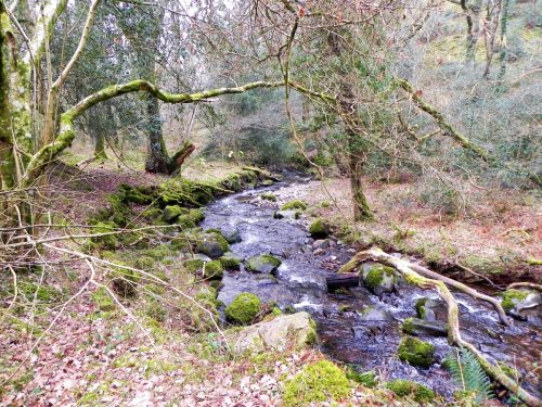 130.-Flowing-through-Parsons-Wood-2