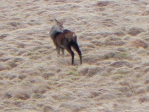 14.-Deer-above-Hoccombe-Water-2