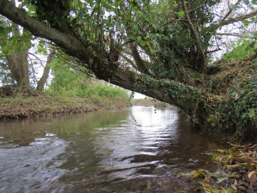 14.-Downstream-from-Bradford-Mill-5