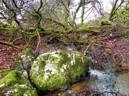 14.-Downstream-from-Little-ash-Combe-2