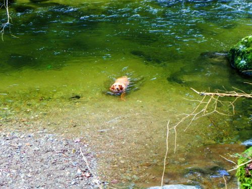 14.-Enjoying-a-swim-near-Myrtleberry-2