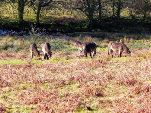 14.-Exmoor-Ponies-above-Hoaroak-Water-2