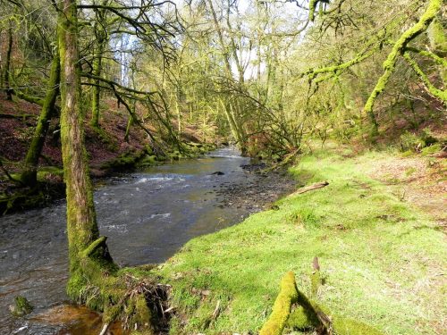 14.-Flowing-past-West-Hollowcombe-Wood-2