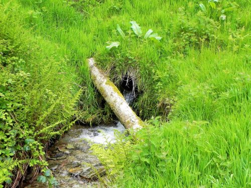 14.-Flowing-through-Chargot-Woods-11