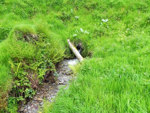 14.-Flowing-through-Chargot-Woods-2