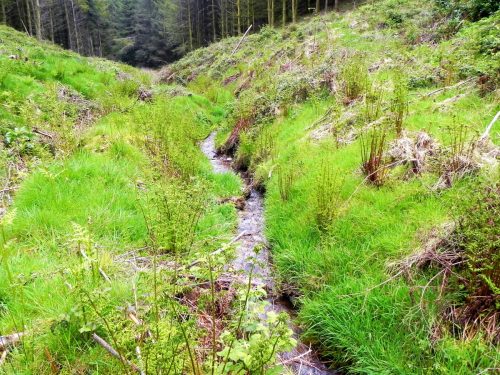 14.-Flowing-through-Chargot-Woods-4