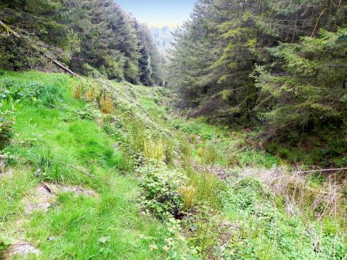 14.-Flowing-through-Chargot-Woods-7