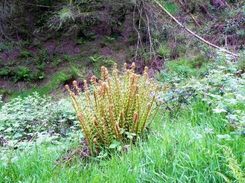 14.-Flowing-through-Chargot-Woods-8