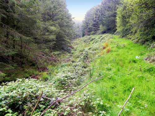 14.-Flowing-through-Chargot-Woods-9