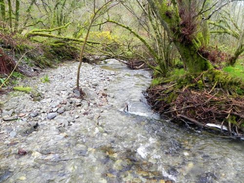 14.-Flowing-through-Holwell-Wood-2