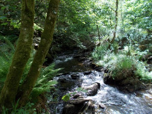 14.-Flowing-through-Road-Wood-6