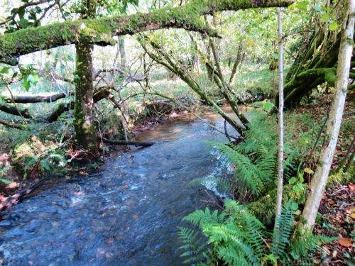 14.-Upstream-from-Church-Bridge-12