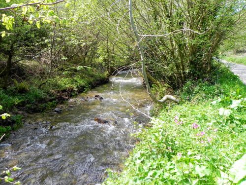 14.-Upstream-from-Langridge-Mills-Road-Bridge-2
