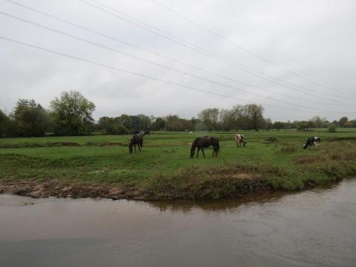 14.-Upstream-from-Tone-Green-10