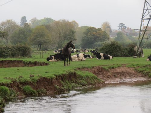 14.-Upstream-from-Tone-Green-7