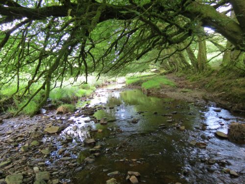 14.-Upstream-from-Warrens-Bridge-2