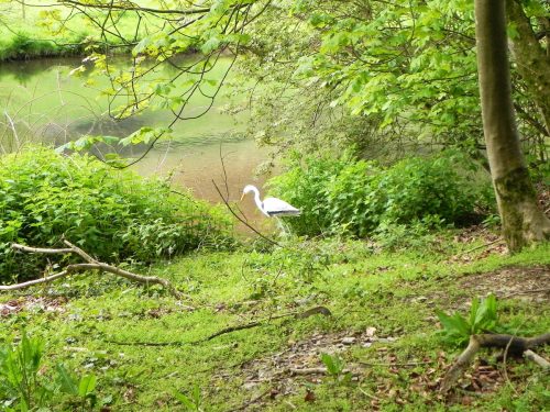15.-Decoy-Heron-Chargot-House-pond-weir-2