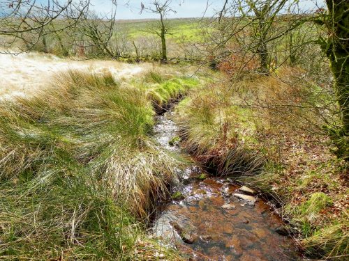 15.-Early-stream-approx-500-metres-from-source-2