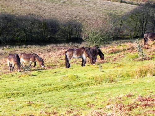 15.-Exmoor-Ponies-above-Hoaroak-Water-2