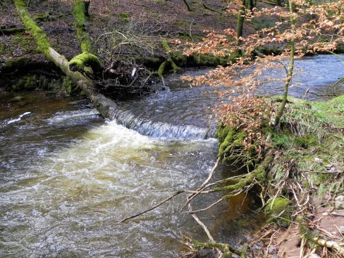 15.-Flowing-past-West-Hollowcombe-Wood-2