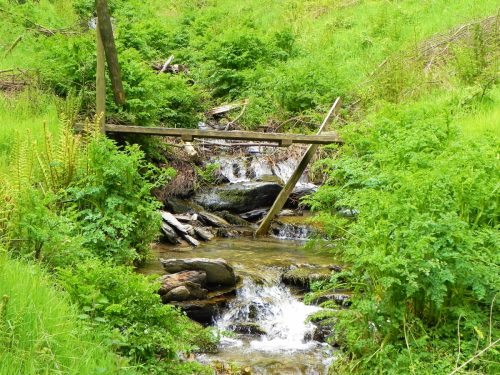 15.-Flowing-through-Chargot-Woods-5