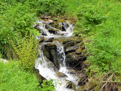 15.-Flowing-through-Chargot-Woods-6