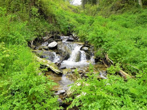 15.-Flowing-through-Chargot-Woods-7