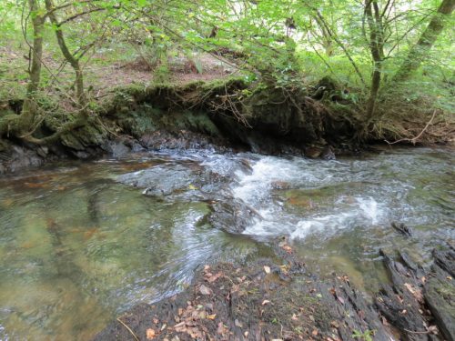 15.-Flowing-through-Muzzy-Grove-Copse