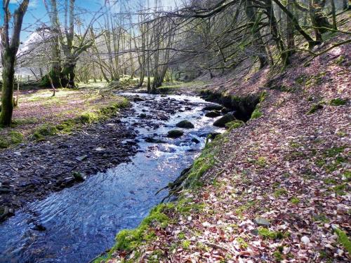 15.-Flowing-through-Shortacombe-Wood-2