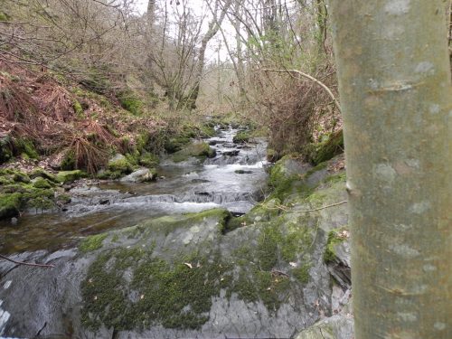 15.-Flowing-through-Wilmersham-Wood