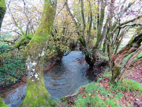15.-Upstream-from-Brockey-Bridge-16