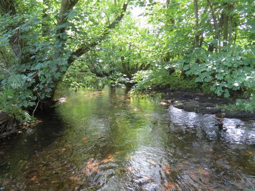 15.-Upstream-from-Edbrooke-Bridge-1