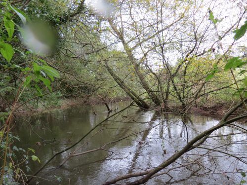 15.-Upstream-from-Tonedale-Weir-5