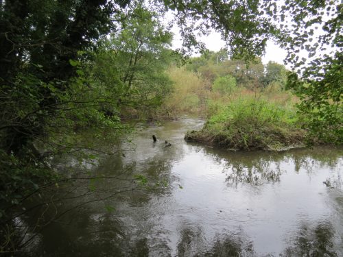 15.-Upstream-from-Tonedale-Weir-8