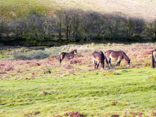 16.-Exmoor-Ponies-above-Hoaroak-Water-2